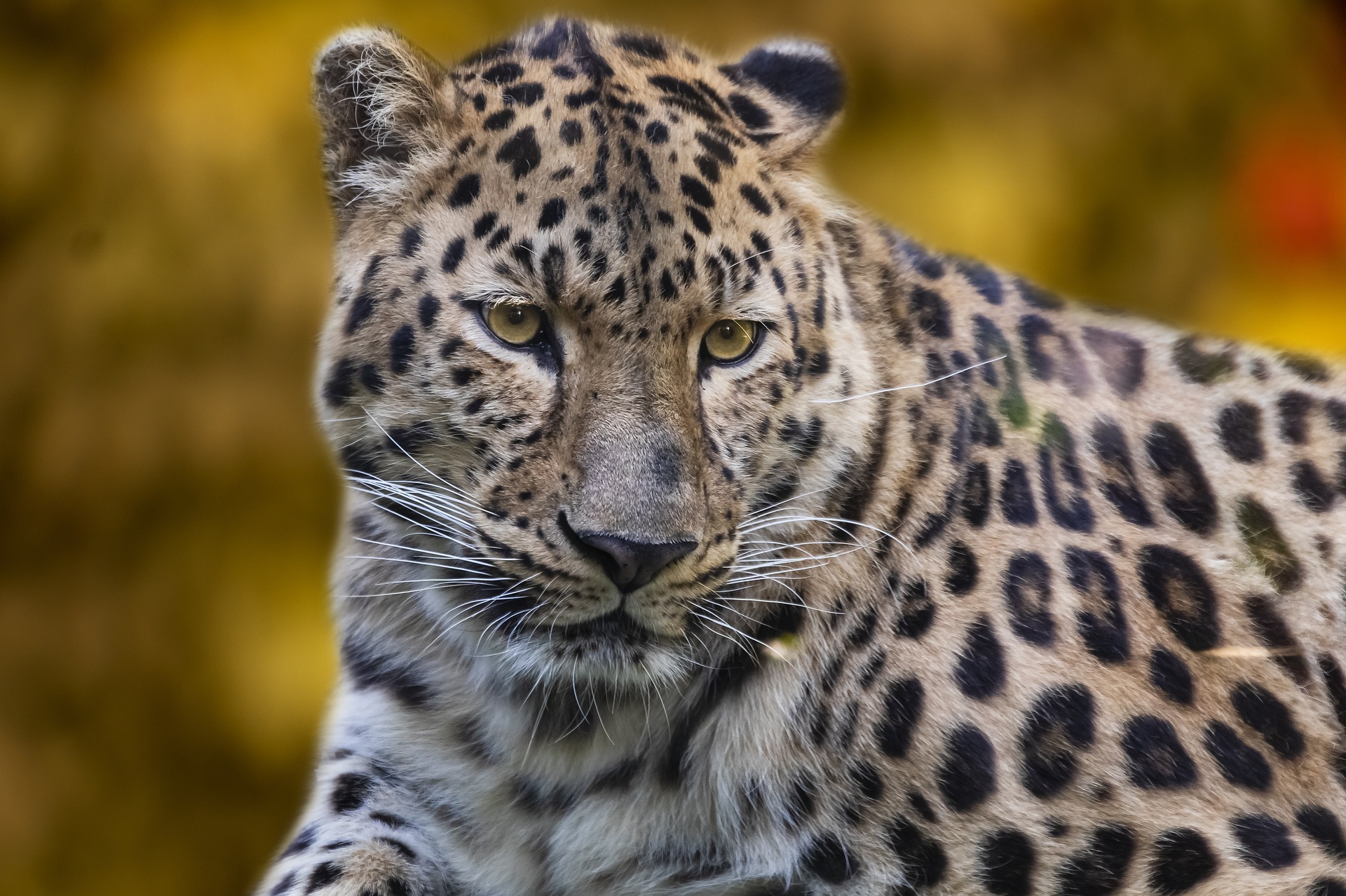 Intent: The Leopard’s Game Face